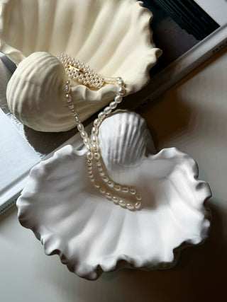 Muschelschale Auster